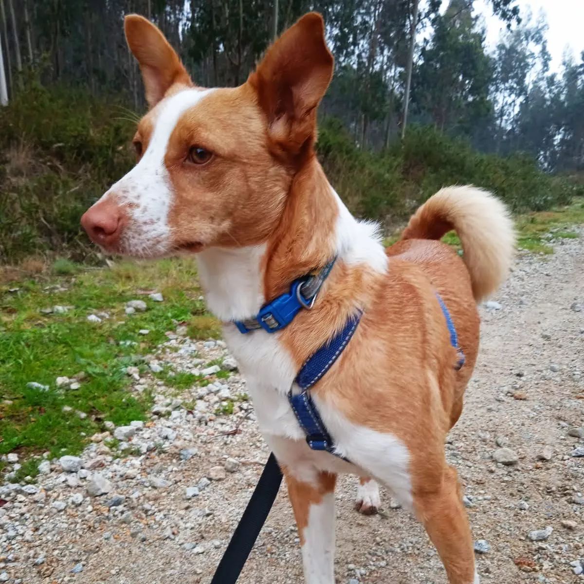 Duke4