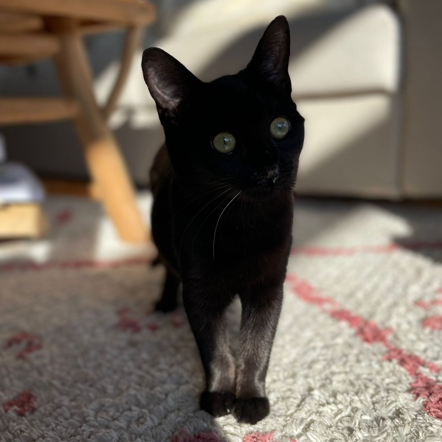 Imagen De Whatsapp 2025 10 13 A Las 11.27.39 Abea3bd0