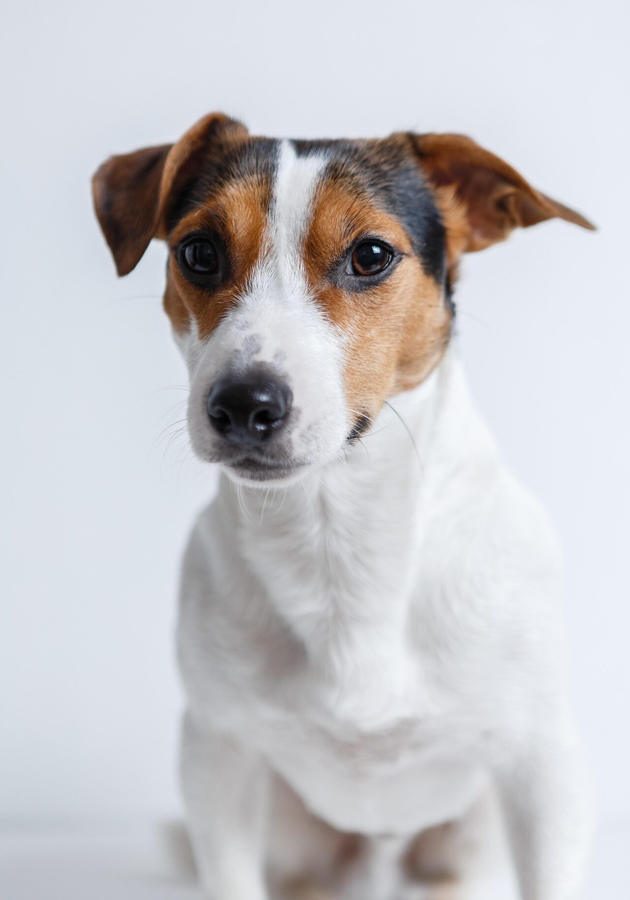 Jack Russell 2029214 1920