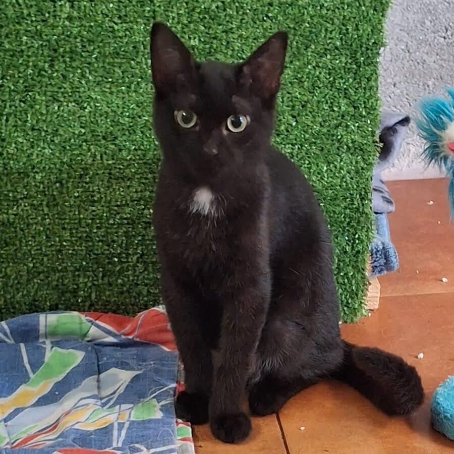 Imagen De Whatsapp 2025 10 09 A Las 23.51.20 Ac21921c